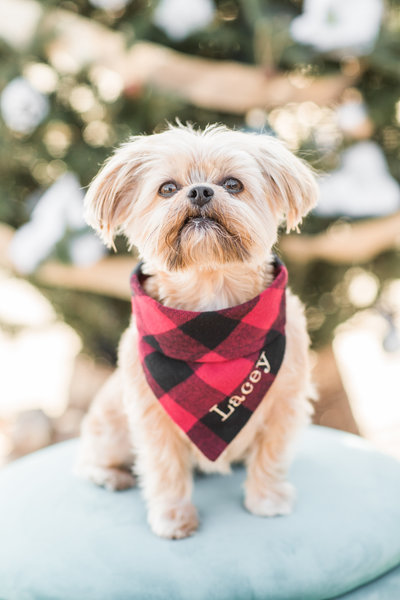 Morkie wearing a black and red scarf