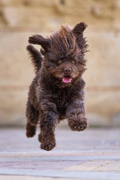 dog running
