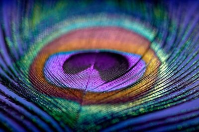 A peacock feather
