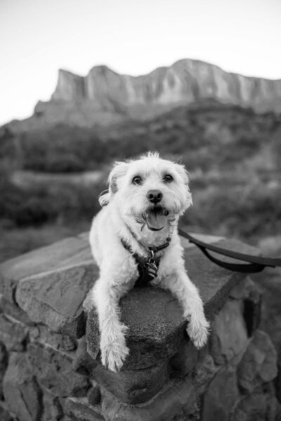 Craig Peterman, renowned wedding photographer, shares a photo of his dog.