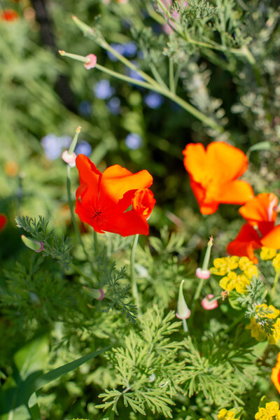 California poppy, a herb used in burnout to aid sleep.