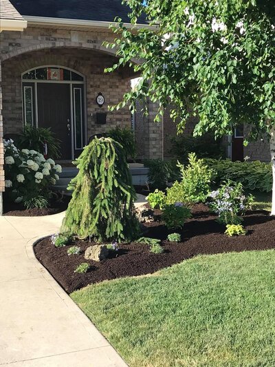 Landscape design in a front yard with mulch, shrubs, plants, and trees