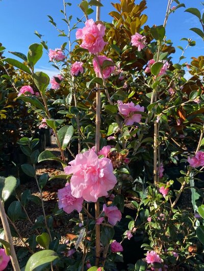 CAMELLIA JENNIFER SUSAN Camellia sasanqua Jennifer Susan