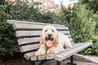 Goldendoodle laying on a bench in Boston