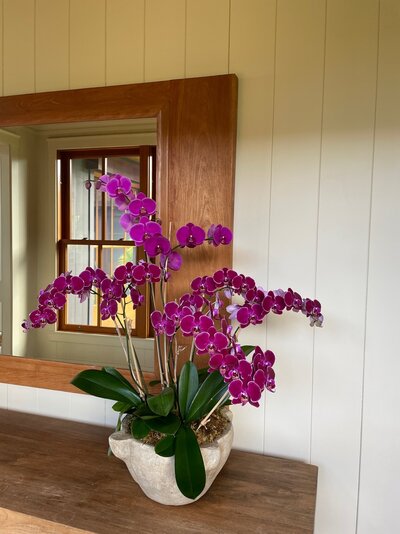 Purple phalaenopsis orchid arrangement