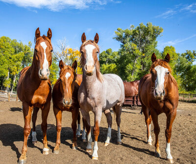 Ranch horses looking curious