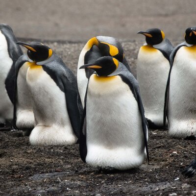 Townsend Majors' photograph of King penguins