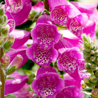 digitalis