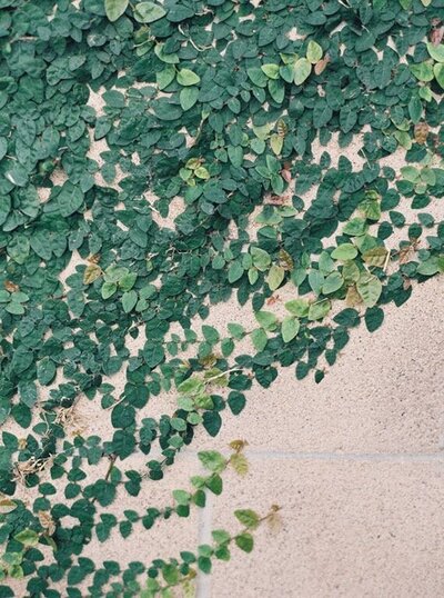 Aesthetic shot of a wall covered in lush green ivy, inspiring the 'In The Ivy' vibe.
