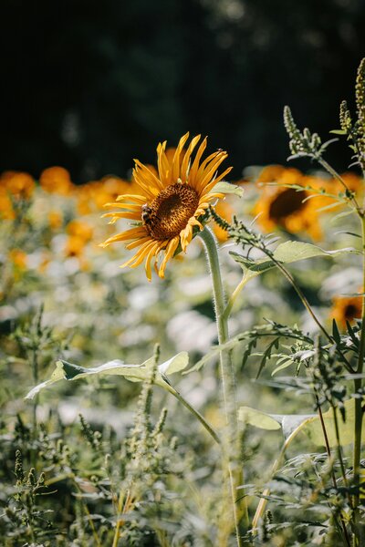 therapy reiki and hypnotherapy in new york