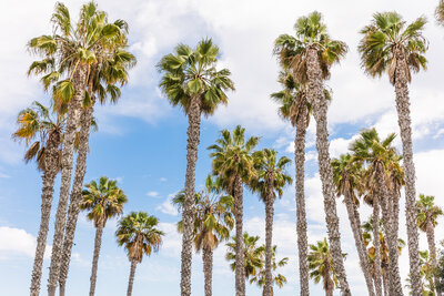 Coronado Island palm trees and blue skies