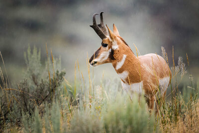 Wyoming scenery of an antelope