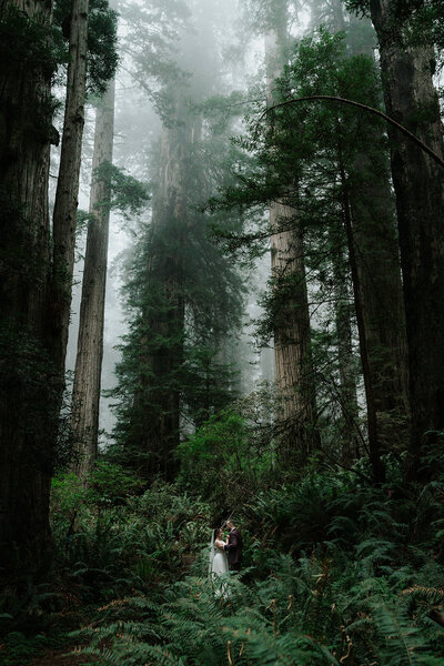 a couple in their wedding attire embrace in the middle of a trail. Giant redwoods tower above them as a marine layer creeps through the canopy.