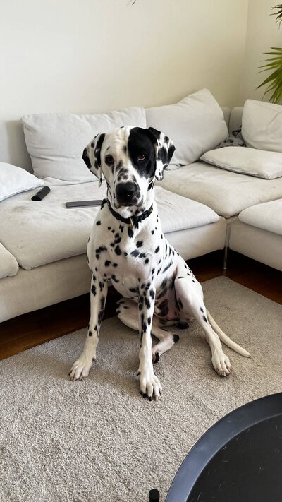 Kosmos the reactive Dalmatian