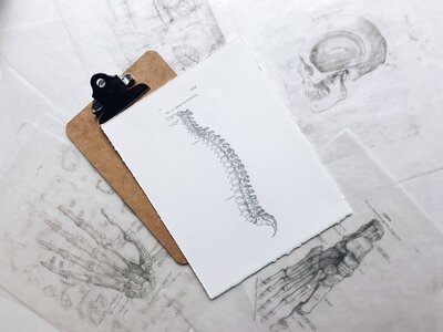 An anatomy drawing of a spine for musicians.