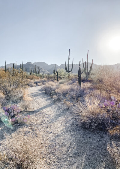 A desert landscape with cacti and dirt road