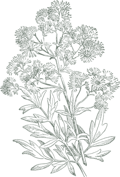 Detailed sketch of a meadow rue flower.