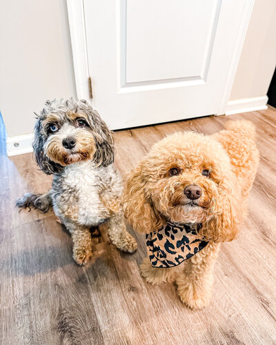 2 Goldendoodles Looking Up At A Camera In A House