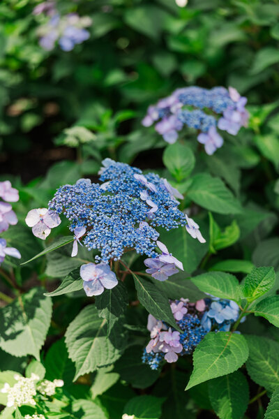 Claire Katan Creative true color wedding and portrait photography.