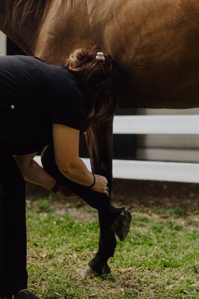 veterinary care horse
