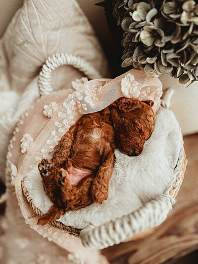 Le Fleur Poodle Puppies -180