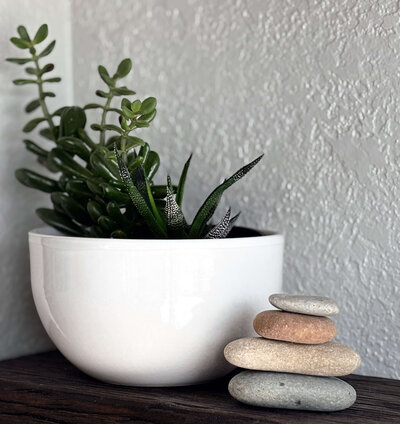 plant and rocks on shelf