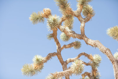 150708_150708 joshua tree_0313
