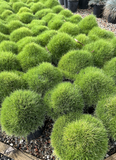 ZOYSIA GRASS Zoysia japonica