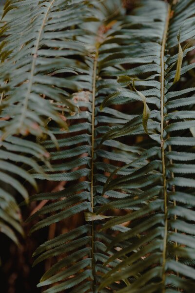 brennan-burling-Ed_DchxFfrU-unsplash