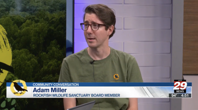 A white man wearing a green RWS shirt and brown glasses sits at the NBC29 newsdesk. Text across the image says "Adam Miller, Rockfish Wildlife Sanctuary Board Member."