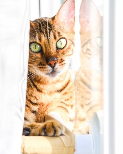 a bengal cat portrait