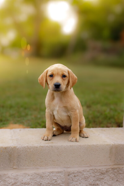 Picture of Featured Puppy
