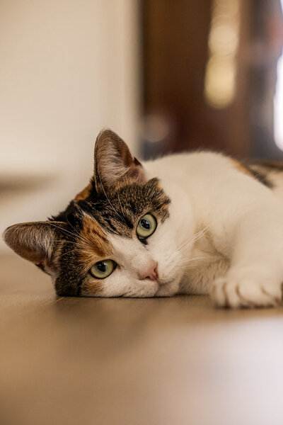 Fotoshoot kat of poes