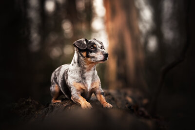 Hondenfotografie in bos