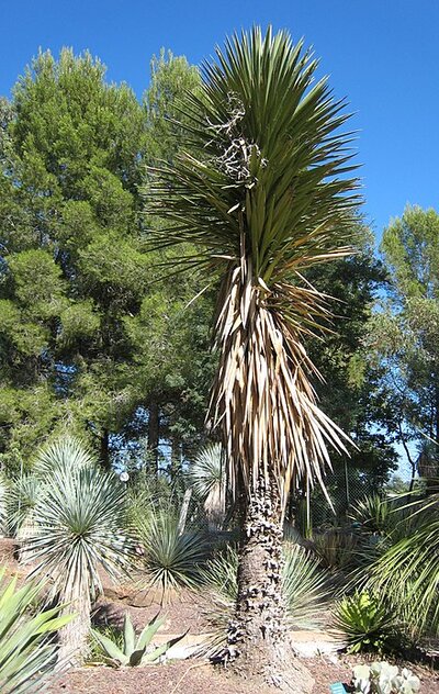 YUCCA FILIFERA Yucca Filifera