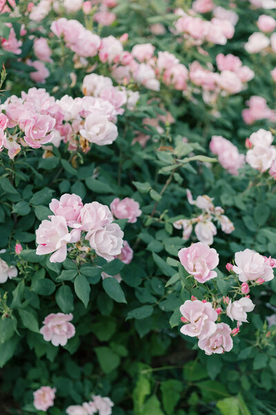 Close-up of pink rose bush at PA State Capitol in Harrisburg.