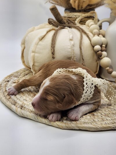 17acdf6a-e393-415d-a460-0e05396b086b