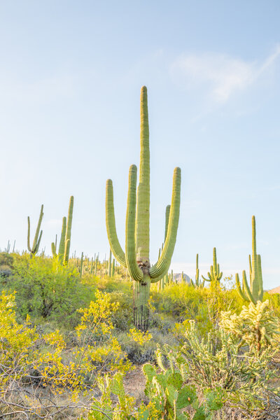 Spring Saguaro Cacti Arizona - Bayley Jordan Photography