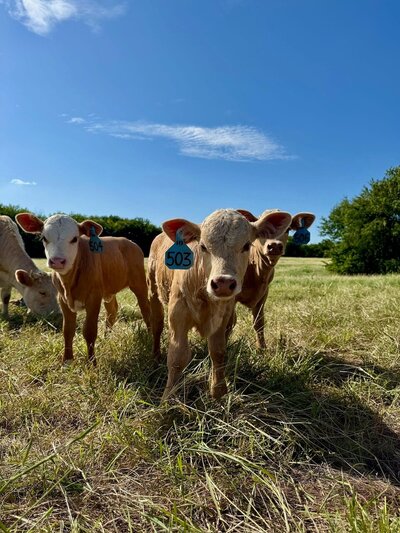 Small country wedding venue in the DFW area