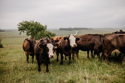Cows in the fog by Wedding Photographer in Omaha Nebraska Anna Brace