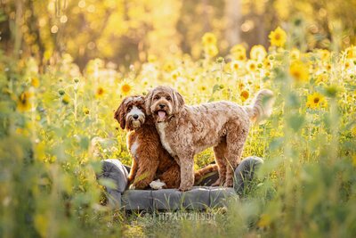 Red Australian Labradoodle Breeder in Alberta