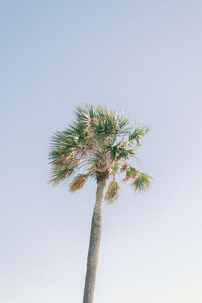 charleston tree palm