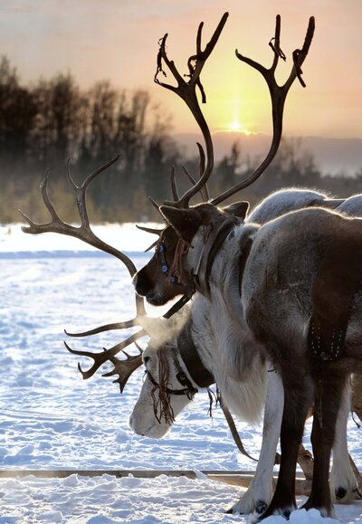 Reindeer standing in the snow with harnesses 