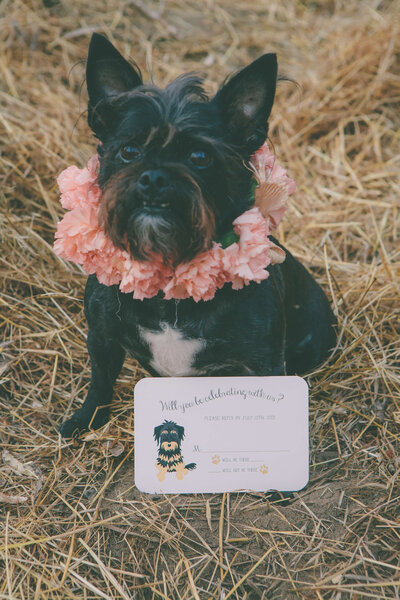 Romantic winery wedding response card with hand-drawn illustration of the couples fur baby.