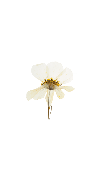 white flower graphic