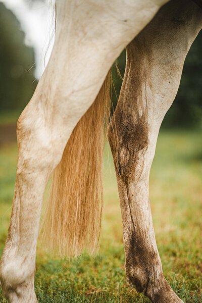 Paard heeft mestwater