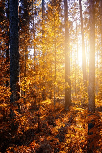 Nature heals the soul and makes you feel peaceful