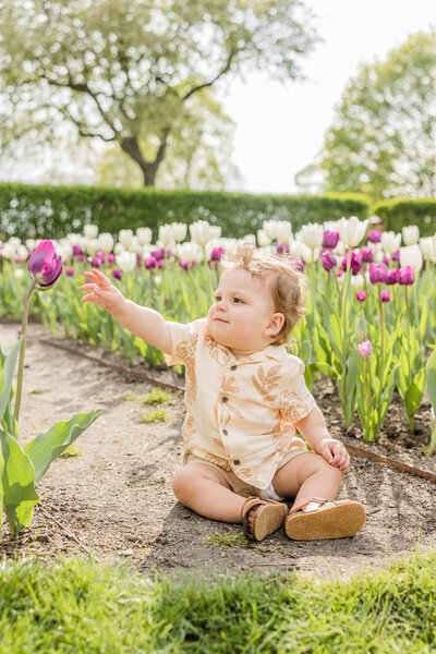 Milwaukee one year milestone photo in spring tulips