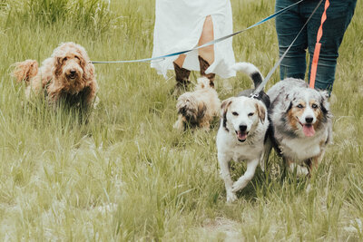 Want to include your fur baby into your wedding day & engagements?! We understand & are so excited to create your dream dog wedding photos!