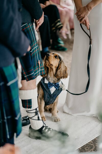 A dog wears a waistcoat and bow tie as he sits at the top of a wedding aisle during a Banchory Lodge Wedding in Aberdeenshire.